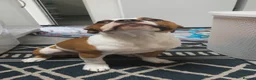 American Bulldog dogs for sale: American Bulldog 6 months old  - Advert 2