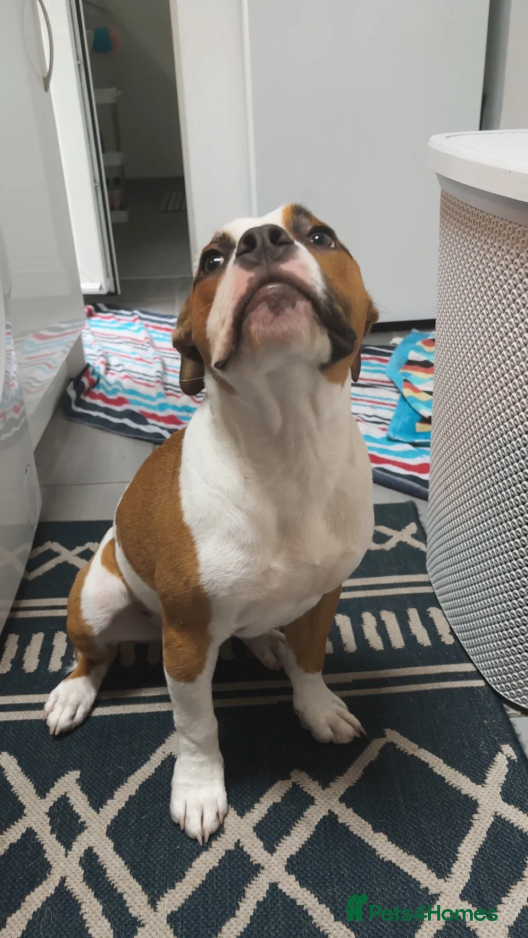 American Bulldog dogs for sale: American Bulldog 6 months old  - Advert 2