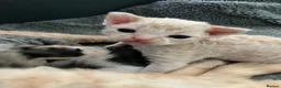 Devon Rex cats for sale: Ch lines Devon Rex - Advert 10