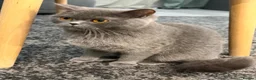 British Shorthair cats for sale: britsh short hair - Advert 4