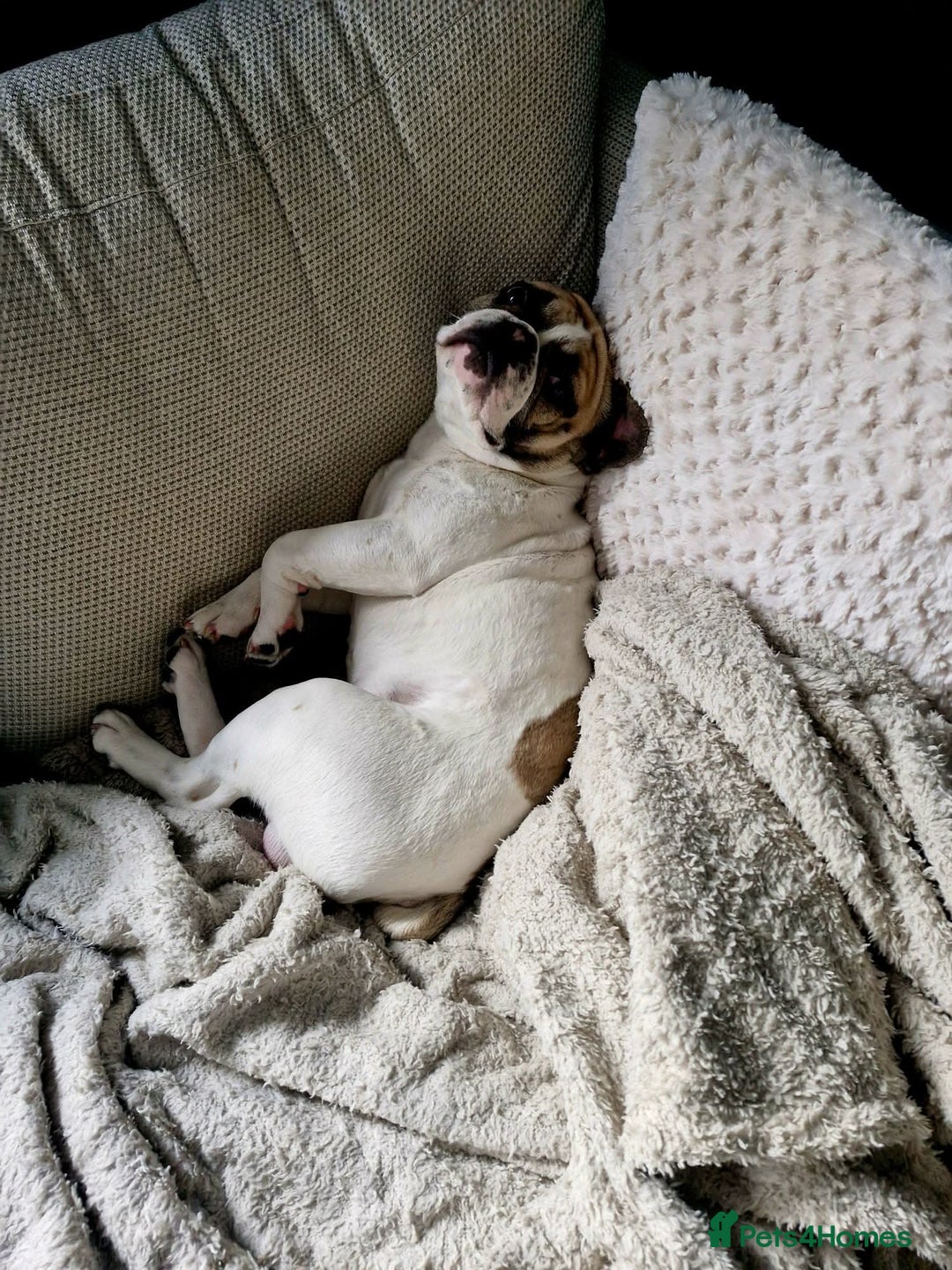 French Bulldog dogs for sale: 8 month old male Frenchie  - Advert 5