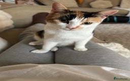 Mixed Breed cats for sale: 2 year old calico female  - Image 7