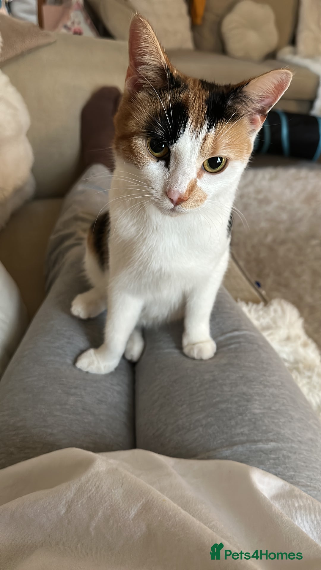 Mixed Breed cats for sale: 2 year old calico female  - Image 7