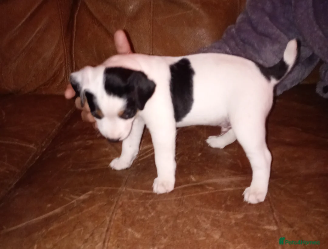 Jack Russell dogs for sale: Jack Russell Pup Ken Gould Line 1 dog available  - Advert 6