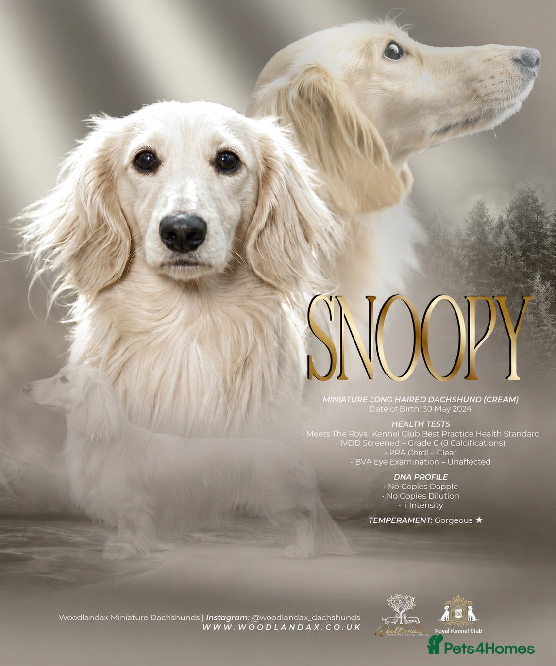 Miniature Dachshund dogs IVDD Screened Cream Mini Dachshund Long Hair Stud - Advert 2