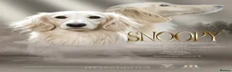Miniature Dachshund dogs for stud: IVDD Screened Cream Mini Dachshund Long Hair Stud - Advert 1