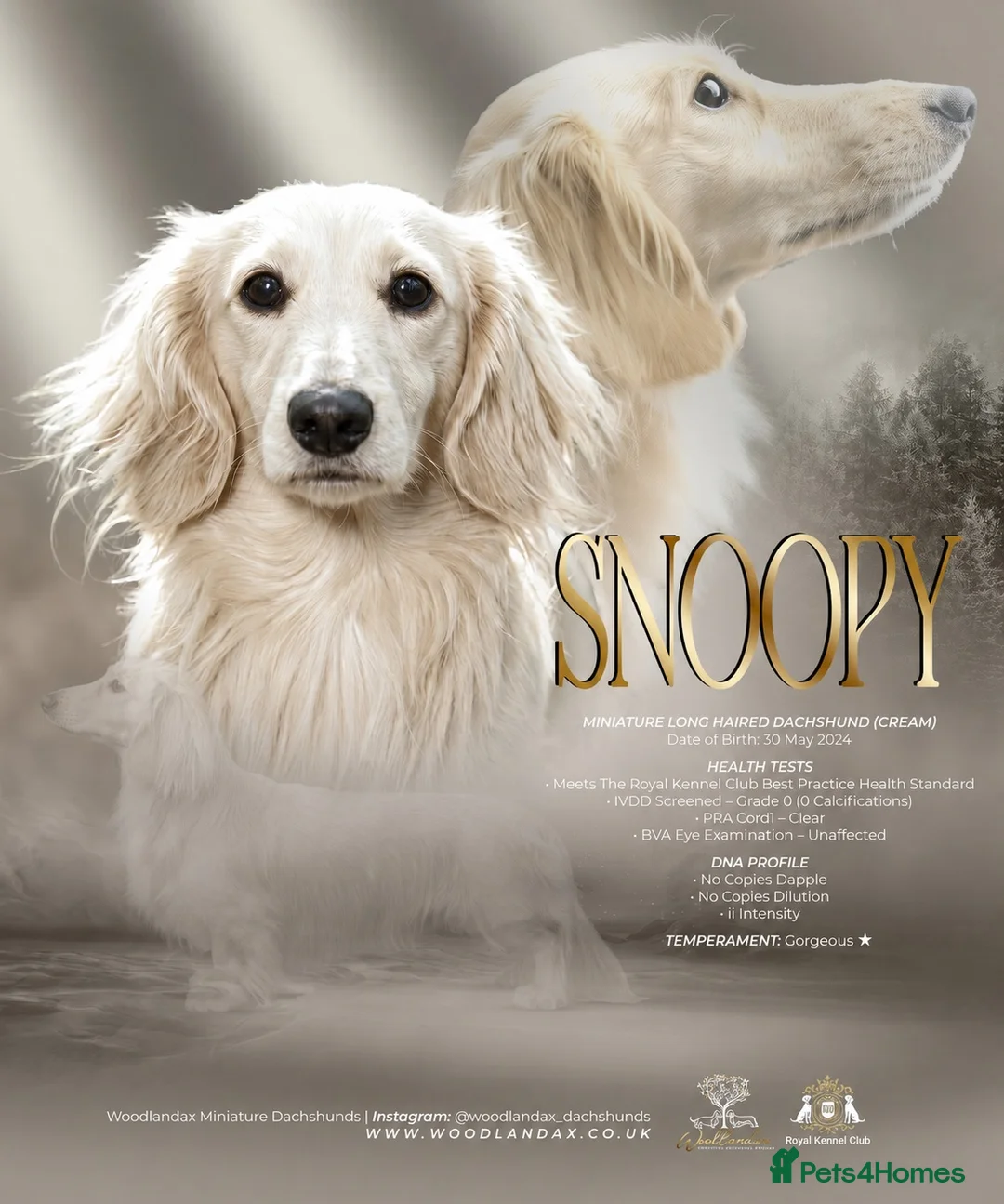 Miniature Dachshund dogs for stud: IVDD Screened Cream Mini Dachshund Long Hair Stud - Advert 1