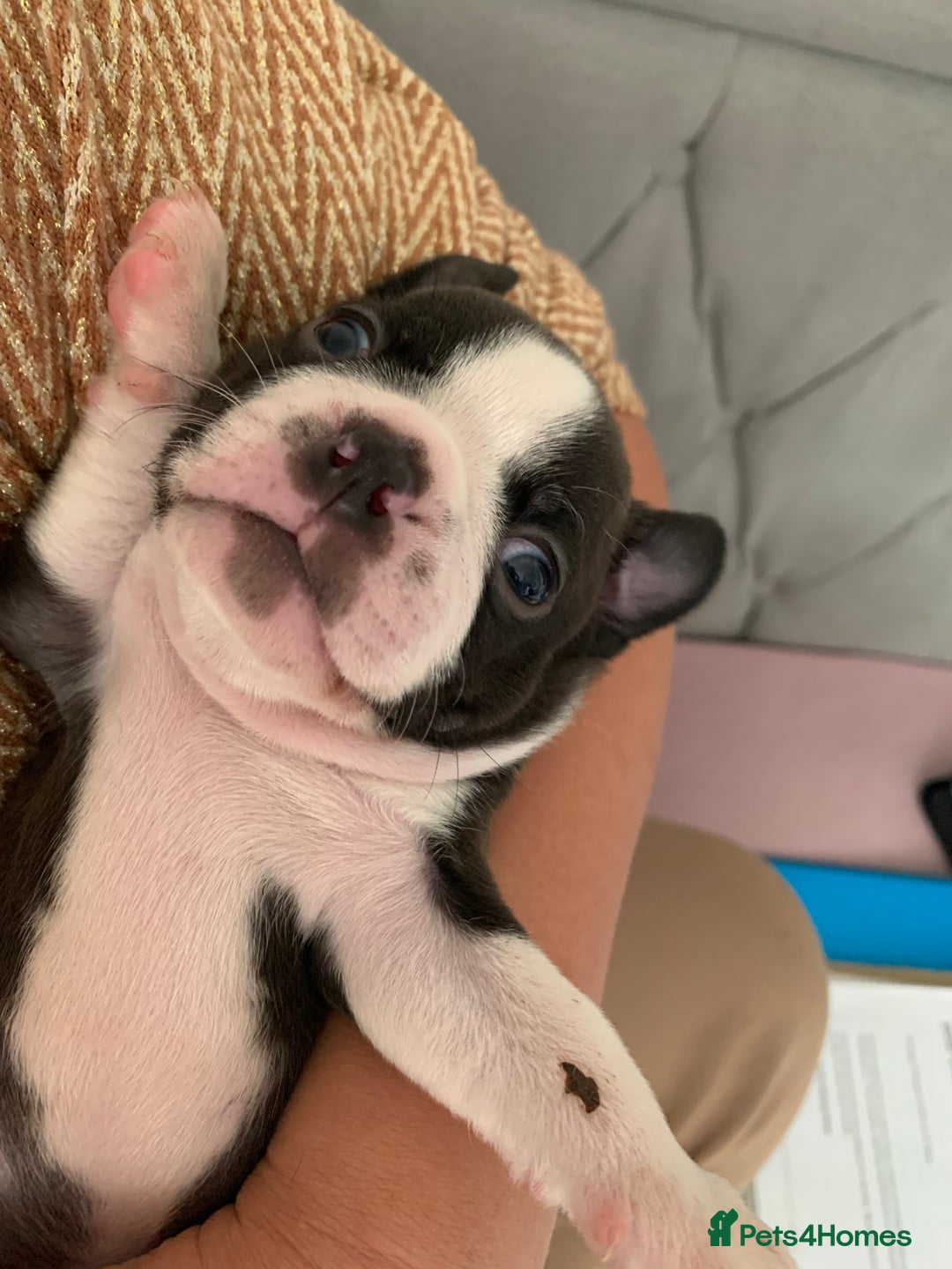 Boston Terrier dogs for sale: KC Registered 🐕❤️🏠 Puupy 🐕💙🏠Boston Terrier  - Image 19