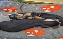 Yorkshire Terrier dogs for sale: 1 Male , Miniature Yorkshire  in Manchester - Image 19