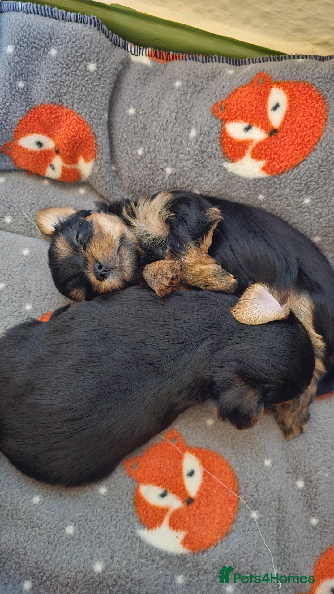 Yorkshire Terrier dogs for sale: 1 Male , Miniature Yorkshire  in Manchester - Image 19
