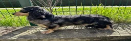 Miniature Dachshund dogs for stud: Silver Dapple long hair stud boy  - Advert 1