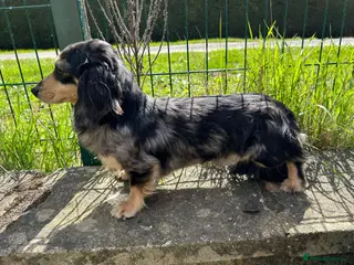 Miniature Dachshund dogs Silver Dapple long hair stud boy - Advert 1
