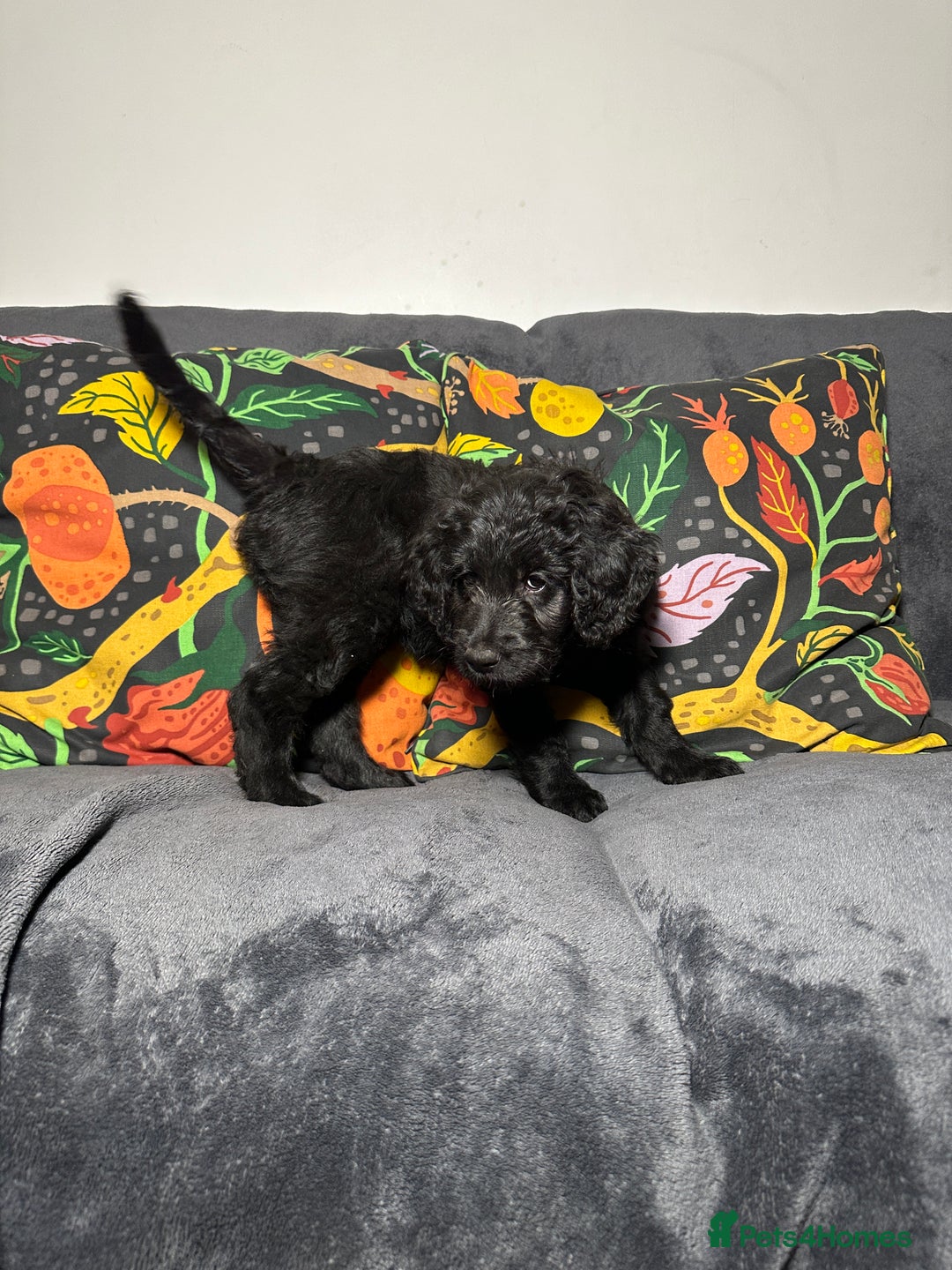 Goldendoodle dogs for sale: Black Phantom Goldendoodles Ready For A New Home! - Advert 28