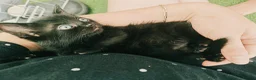 Mixed Breed cats for sale: Beautiful and friendly kittens in Stowmarket - Advert 3