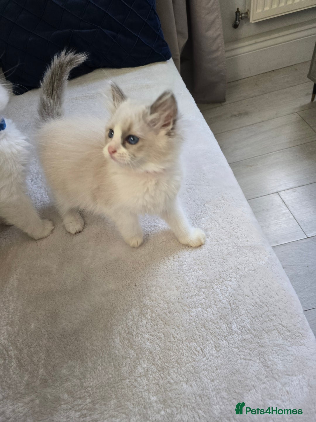 Ragdoll cats for sale: Ragdoll Kittens  - Advert 14