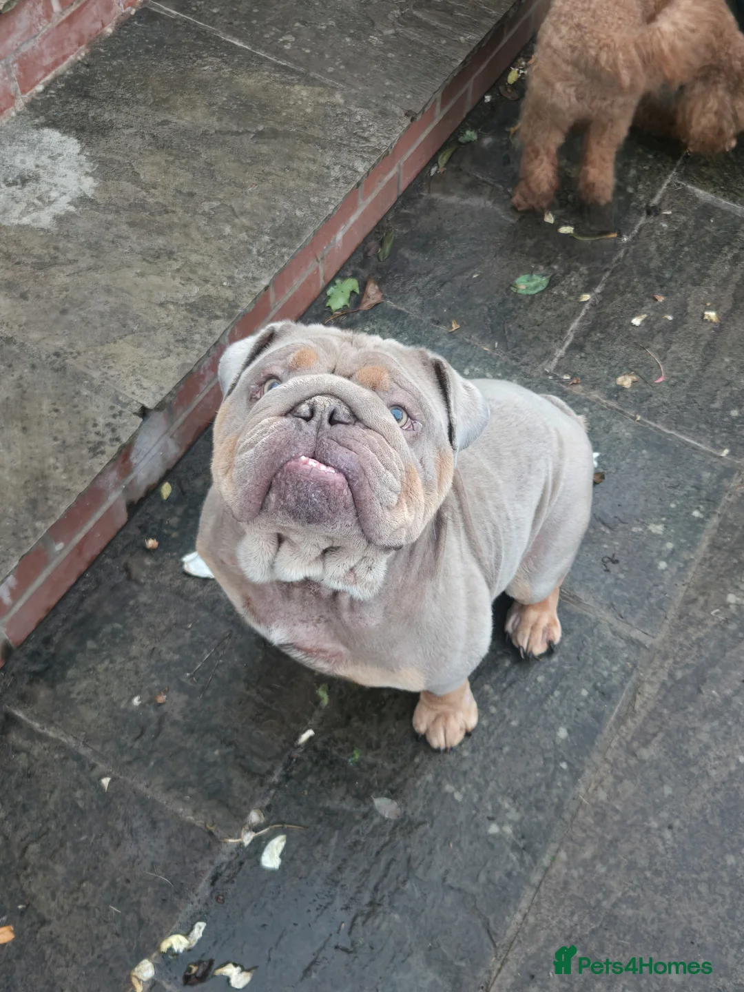 English Bulldog dogs for sale: English bulldog - Advert 2