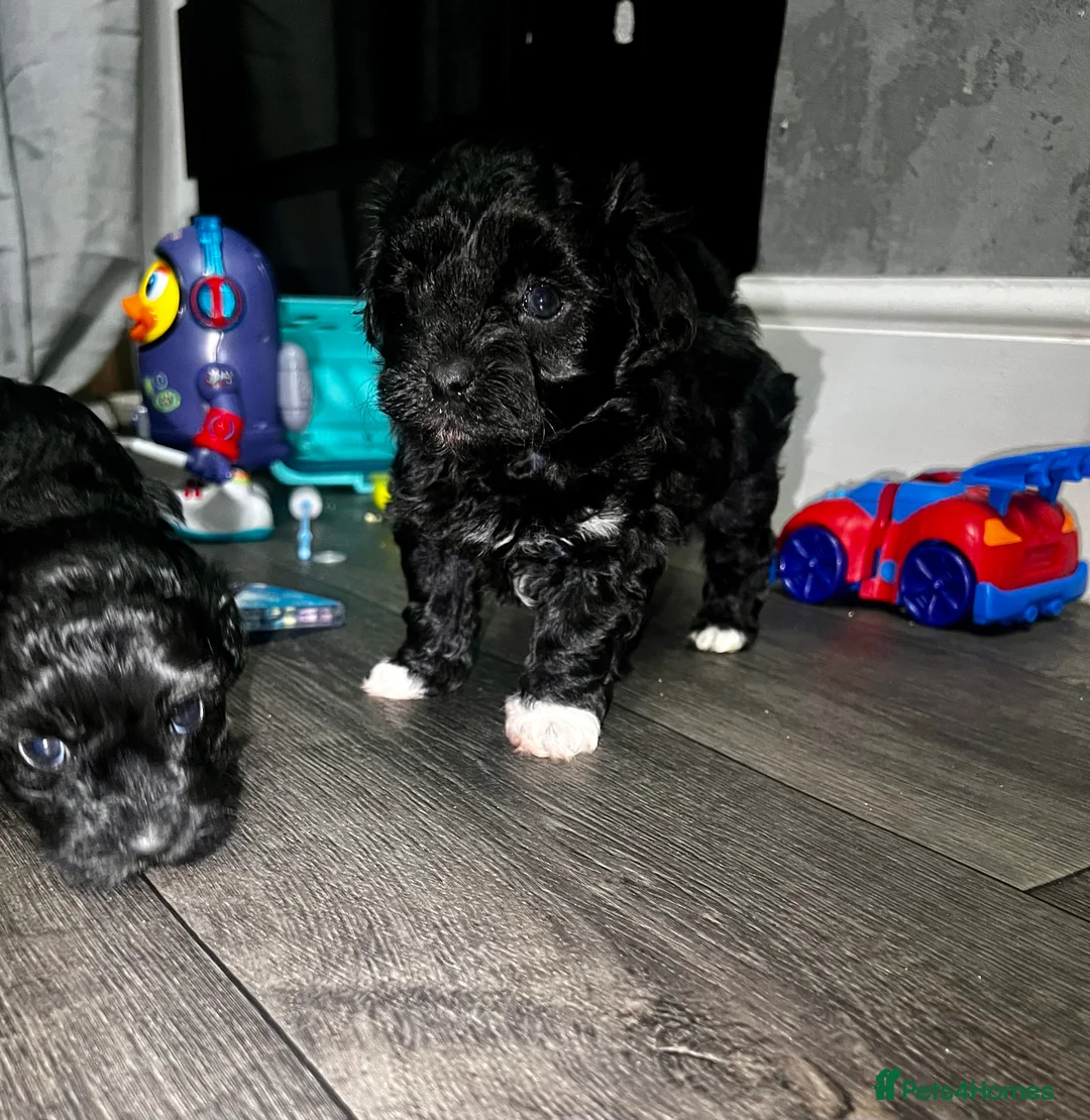 Maltipoo dogs for sale: STILL AVAILABLE!!! Stunning F1 Maltipoos  - Advert 23