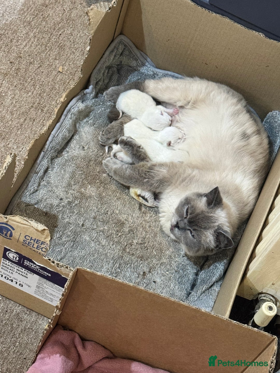 British Shorthair cats for sale: Colour Point British Short Hair Kittens - Image 5