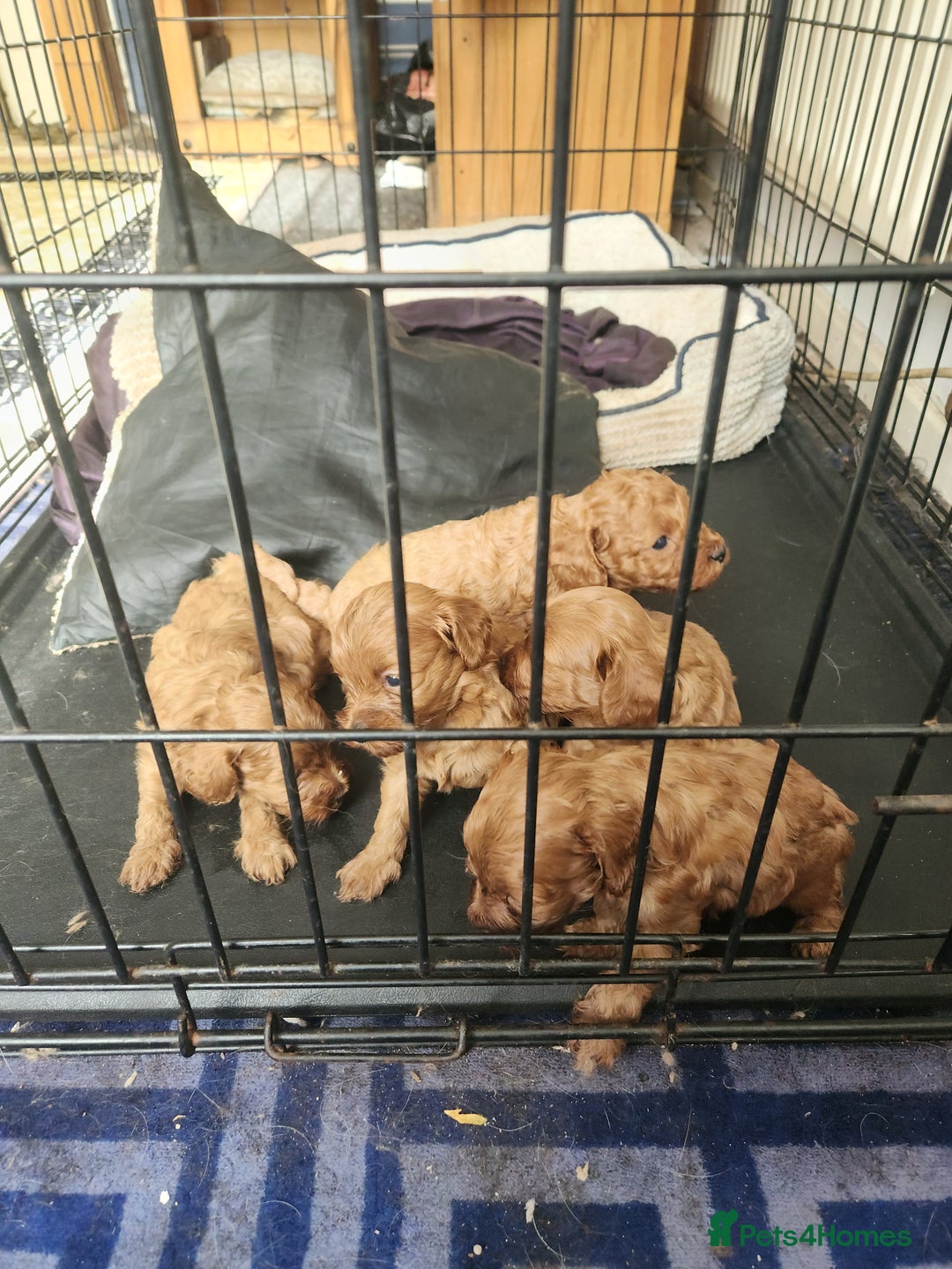 Cockapoo dogs for sale: 5 lovely cuddly puppies - Image 3