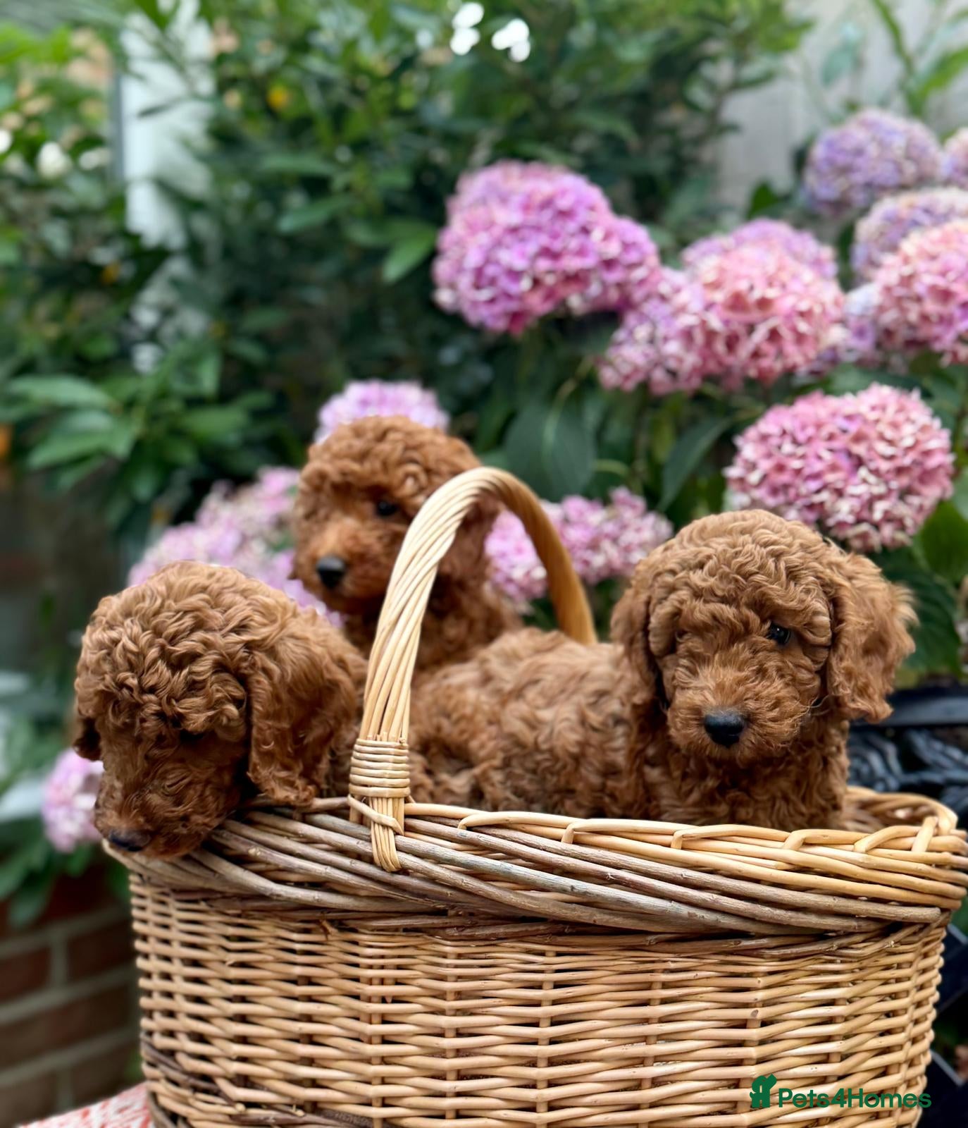 Cockapoo dogs Cockapoo Hypoallergenic F1bb puppies for sale  - Advert 1