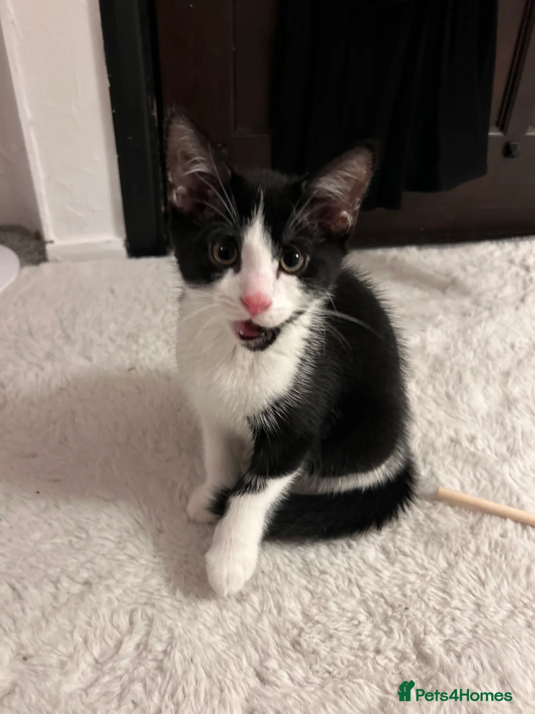 Mixed Breed cats for sale: Gentle Male Kitten (+ litter tray, food, toys…) - Advert 9