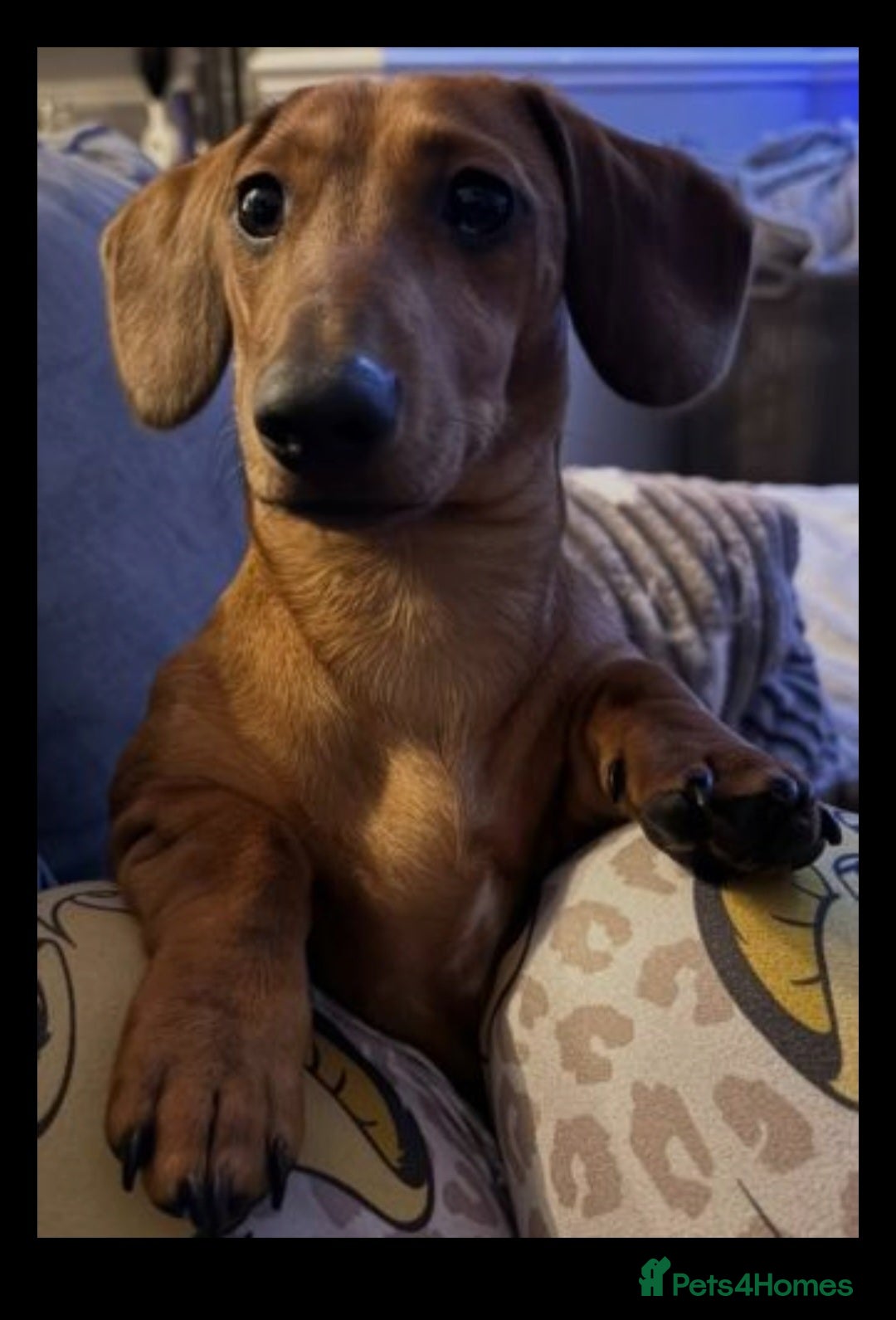 Miniature Dachshund dogs Miniature Dachshund Looking for a Forever Home - Advert 1