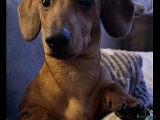Miniature Dachshund dogs Miniature Dachshund Looking for a Forever Home - Advert 1