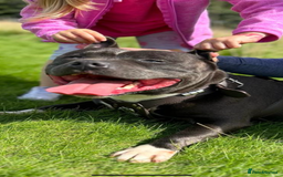 Staffordshire Bull Terrier dogs for stud: STORM - Image 11