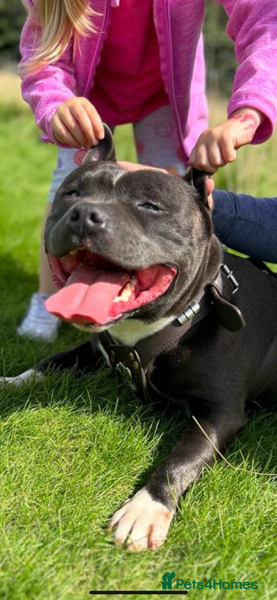 Staffordshire Bull Terrier dogs for stud: STORM - Image 11