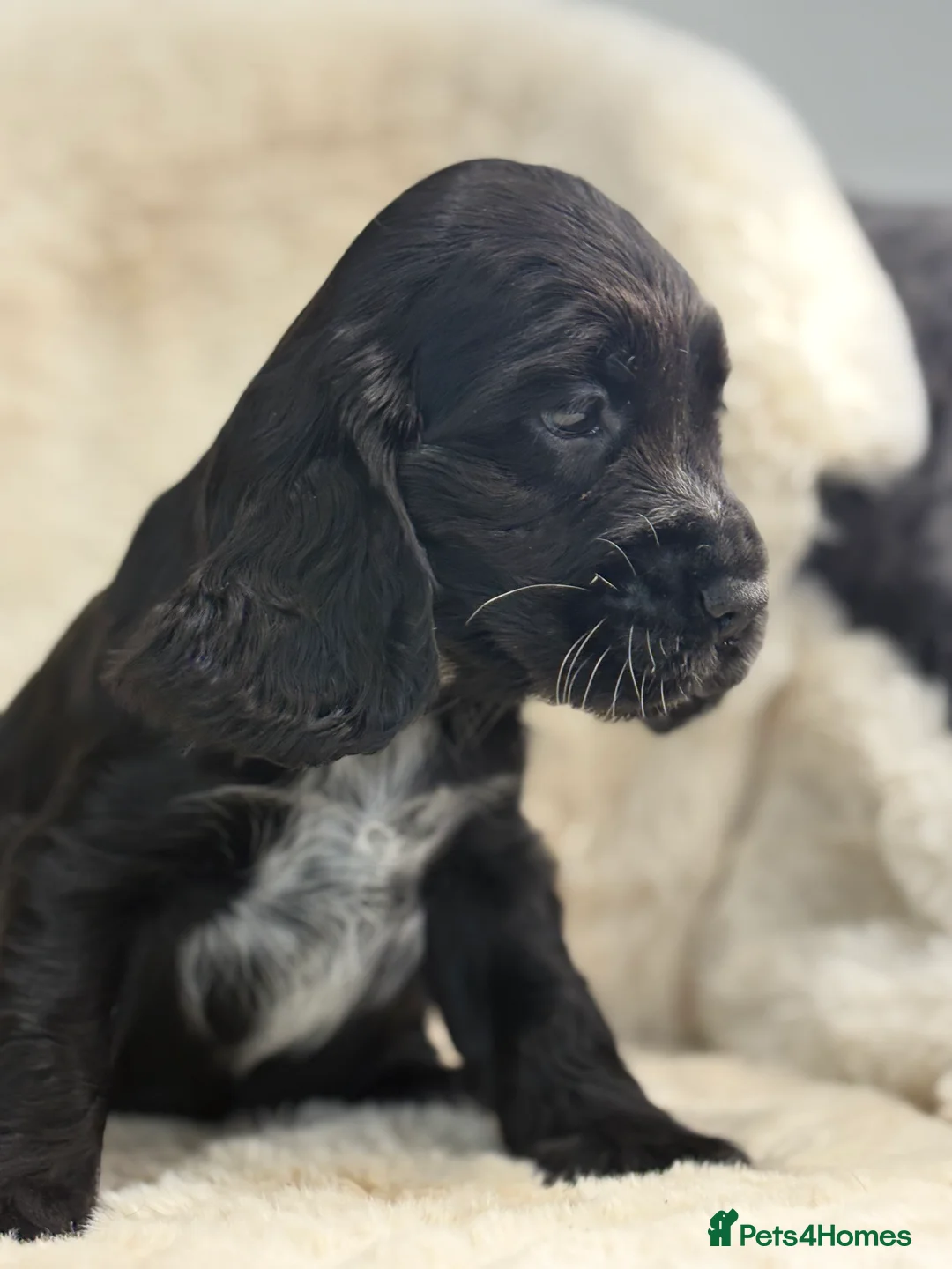 Cocker Spaniel dogs for sale: Beautiful health tested show cocker spaniel pups - Advert 2