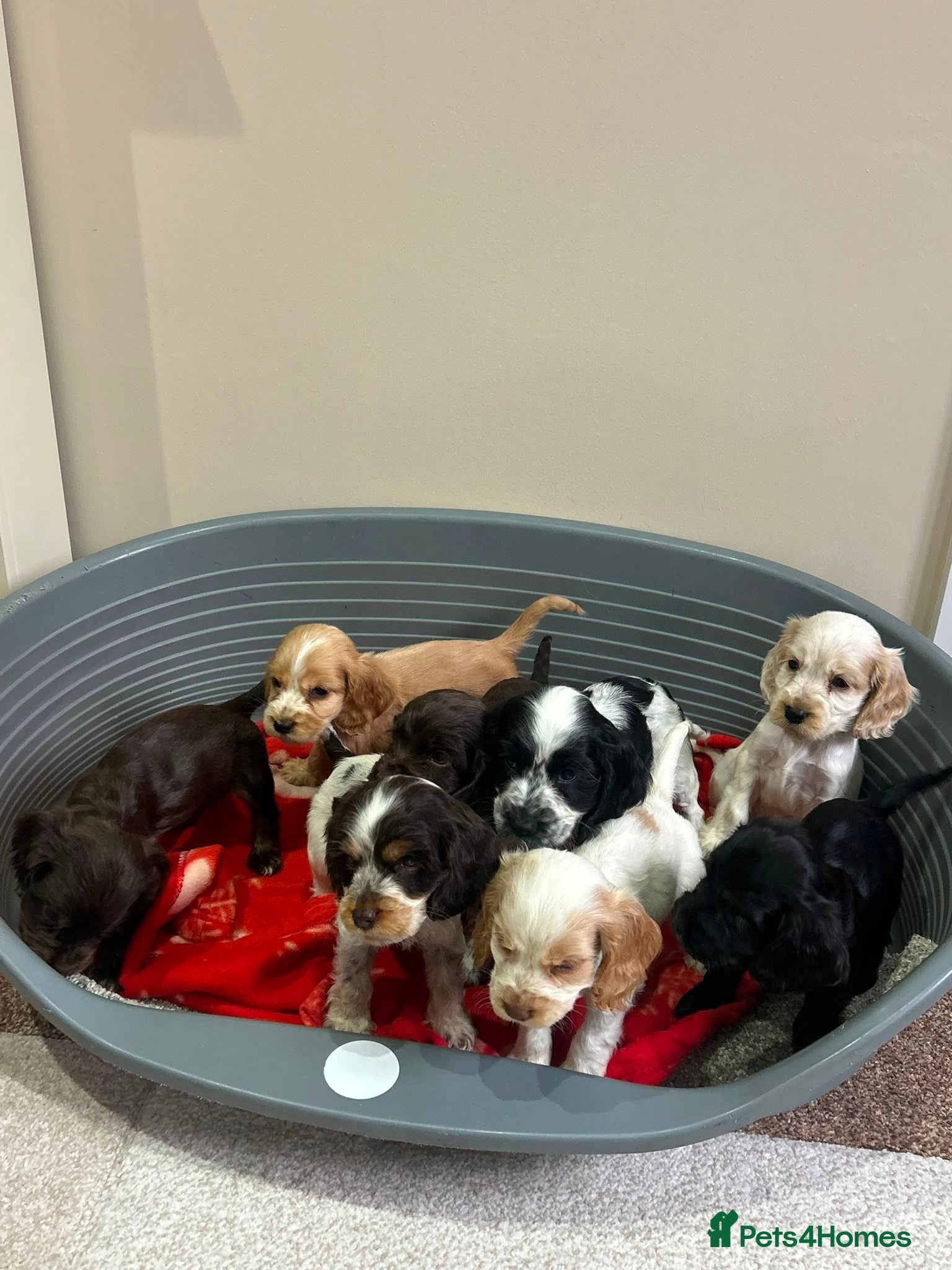 Cocker Spaniel dogs Kc registered show type spaniels  - Advert 1
