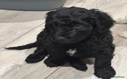 Goldendoodle dogs for sale: Golden doodle F1B stunning puppies  - Image 13