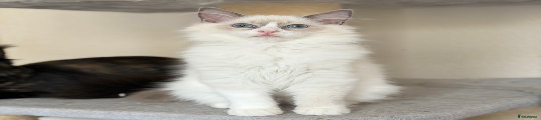 Olaf - AVAILABLE