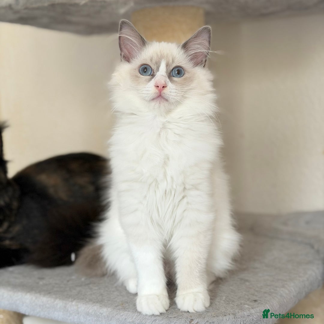 Ragdoll cats for sale: Gentle, Cuddly, Affectionate, Playful Kittens - Image 6