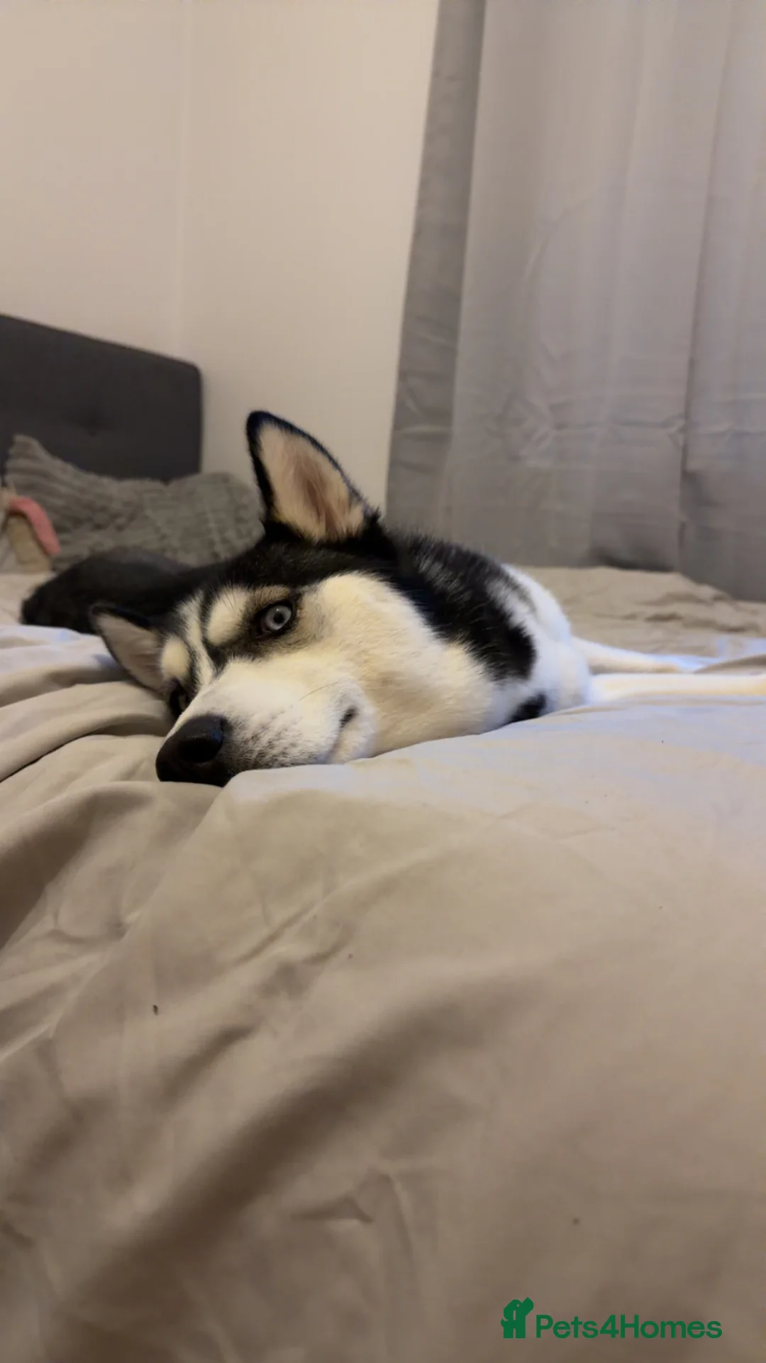 Siberian Husky dogs for sale: Indigo  - Advert 2