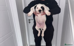 Mastiff dogs for sale: Mastiff hybrid  - Image 3