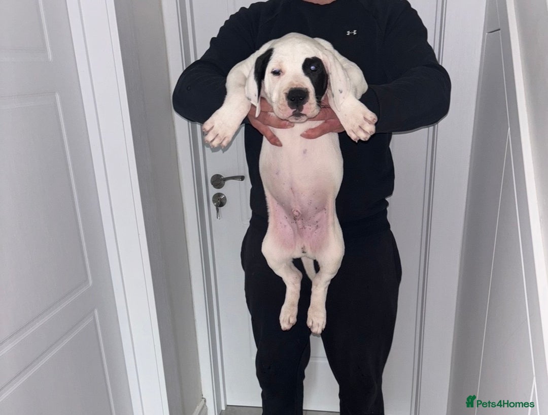 Mastiff dogs for sale: Mastiff hybrid  - Image 3