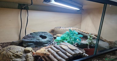 Leopard Gecko reptiles - Advert 4