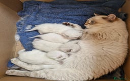 British Shorthair cats for sale: British shorthair and longhair  - Image 11