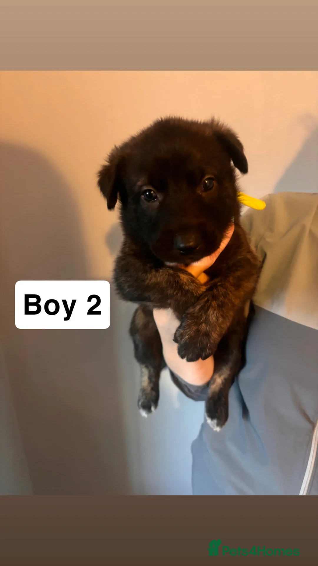Mixed Breed dogs for sale: Dutch Shepard x Belgian malinois puppies - Advert 1