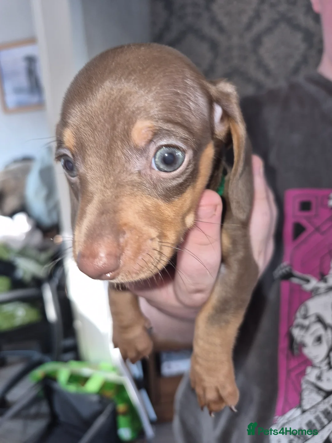 Miniature Dachshund dogs for sale: Minature dachshund pups - Advert 7