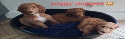 Mixed Breed dogs for sale: 3 Gorgeous Aussidoodles wanting to be re-homed  in Mountain Ash - Advert 27