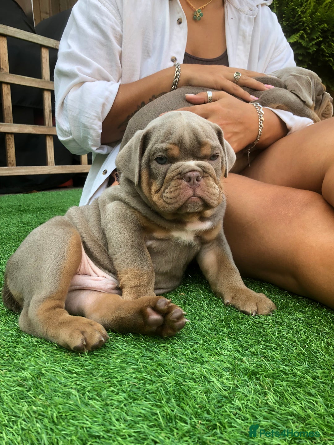 Olde English Bulldogge dogs for sale: 07496730941 - only 1 boy remaining  - Image 13