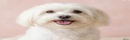 Maltipoo dogs for sale: F1 Maltipoo Puppies, last girl - Advert 2