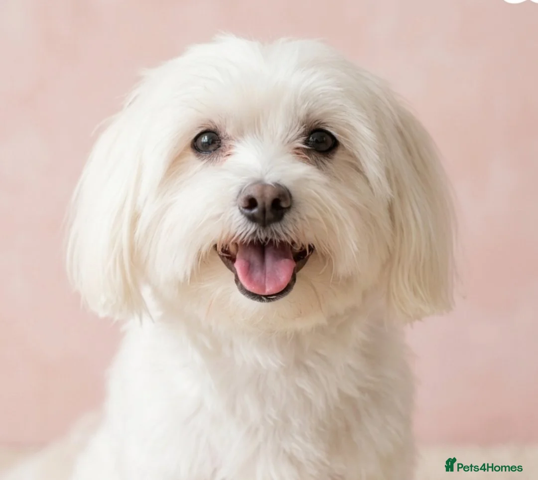 Maltipoo dogs for sale: F1 Maltipoo Puppies, last girl - Advert 2