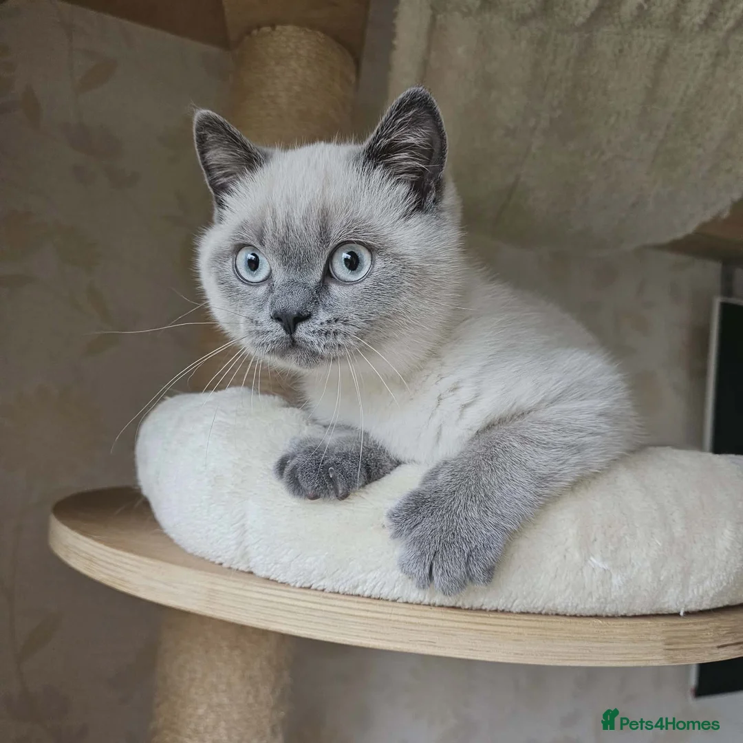British Shorthair cats for sale: Beautiful BSH Colourpointed Male, GCCF reg. - Advert 5