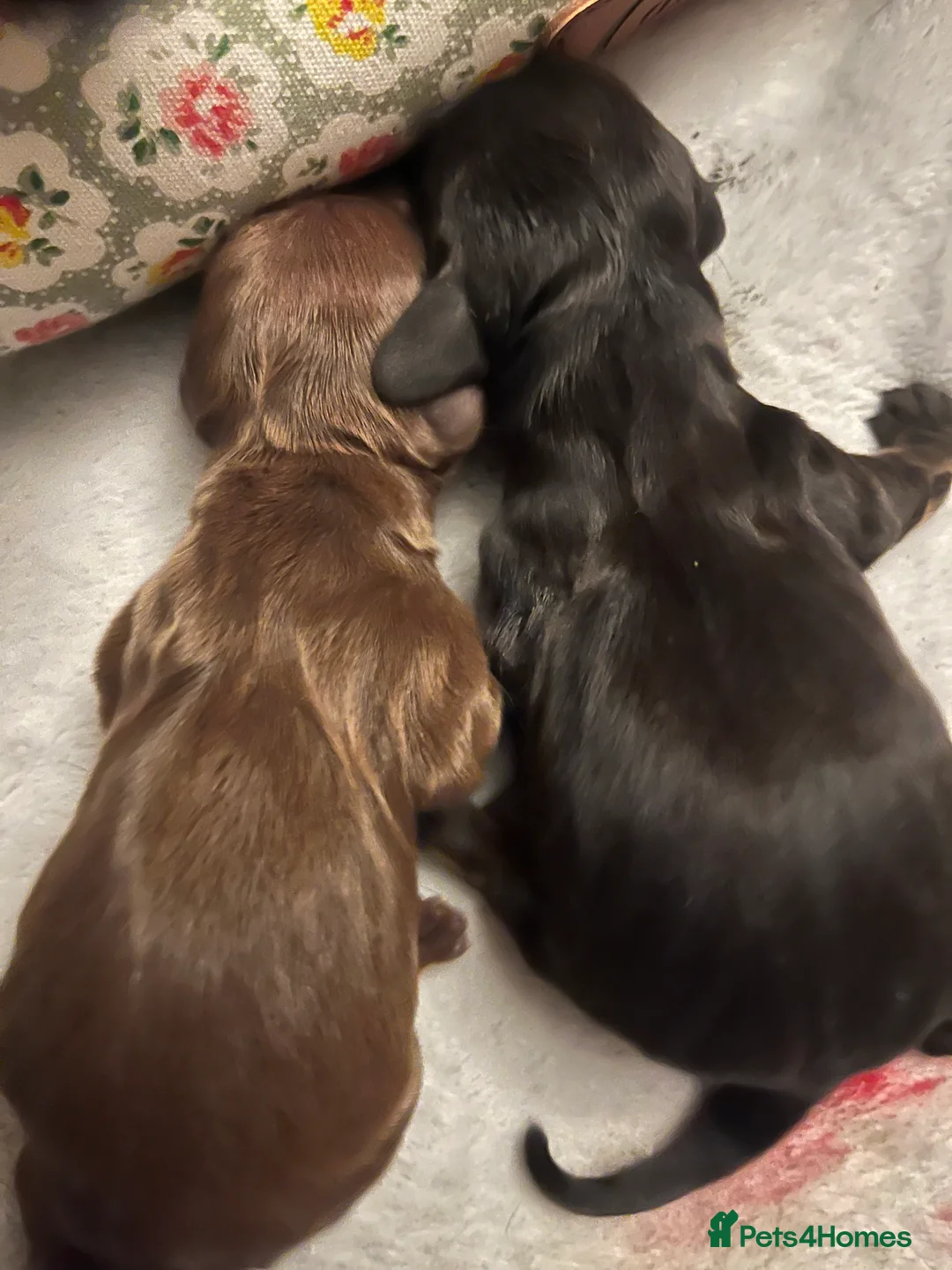 Dachshund dogs for sale: 🐾 Beautiful Dachshund Puppies Available 🐾 - Advert 5