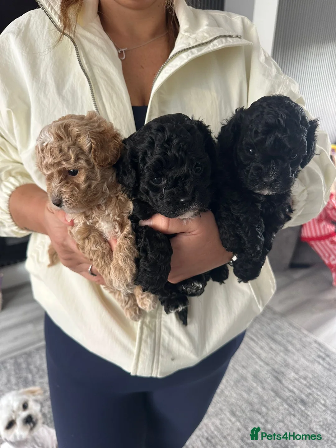 Maltipoo dogs for sale: Maltipoos READY FOR VIEWING x3 female born 10/3/26 - Advert 2