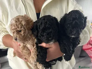 Maltipoo dogs Maltipoos ready to leave next week - Advert 12