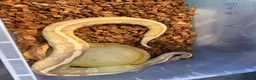 Python Snake reptiles for sale: 3 ball python  - Advert 2